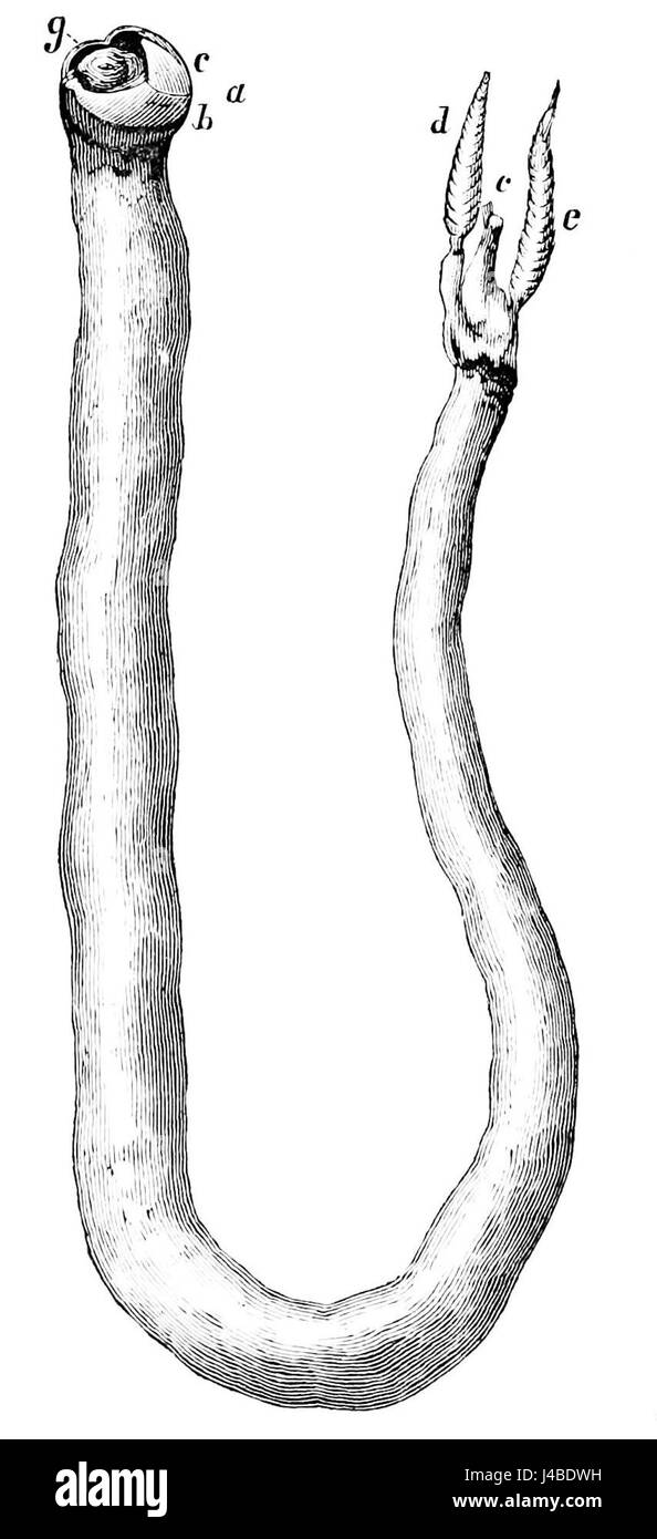 A scientific illustration from PSM (Popular Science Monthly) Volume 13, depicting the marine organism Teredo navalis, known for its wood-boring behavior. Stock Photo