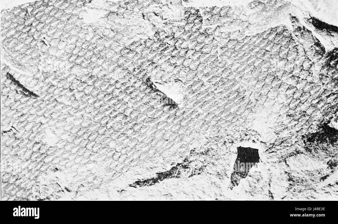 PSM V53 D228 Fragment of scaled skin of mosasaurs Stock Photo - Alamy