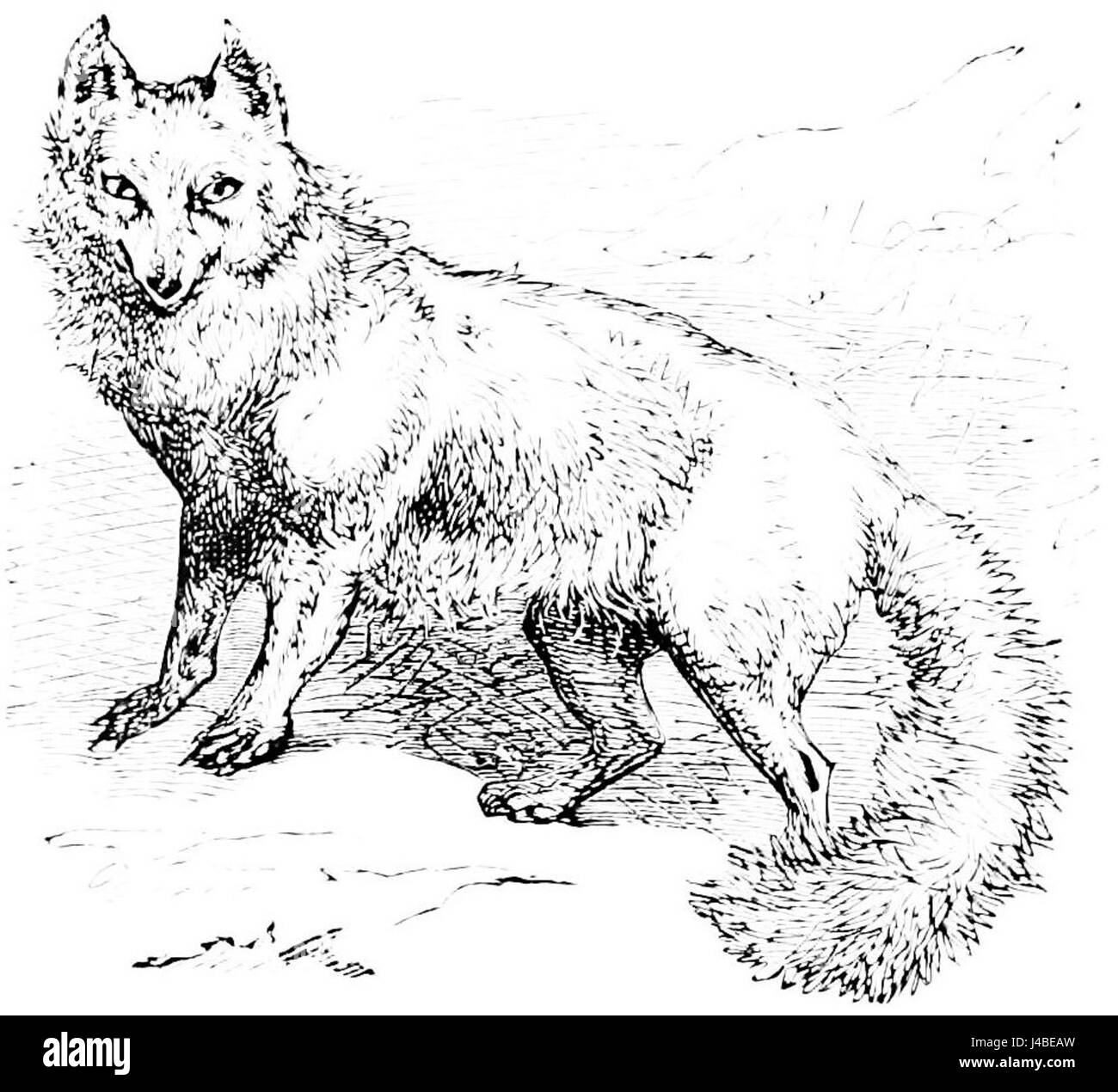 How to draw arctic fox in stages How to draw fox in pencil in stages How to draw arctic fox in stages How to draw fox in pencil in stages