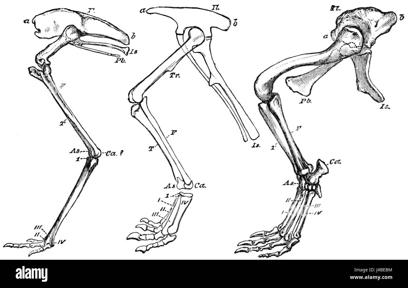 Dinosaur leg bone Black and White Stock Photos & Images - Alamy