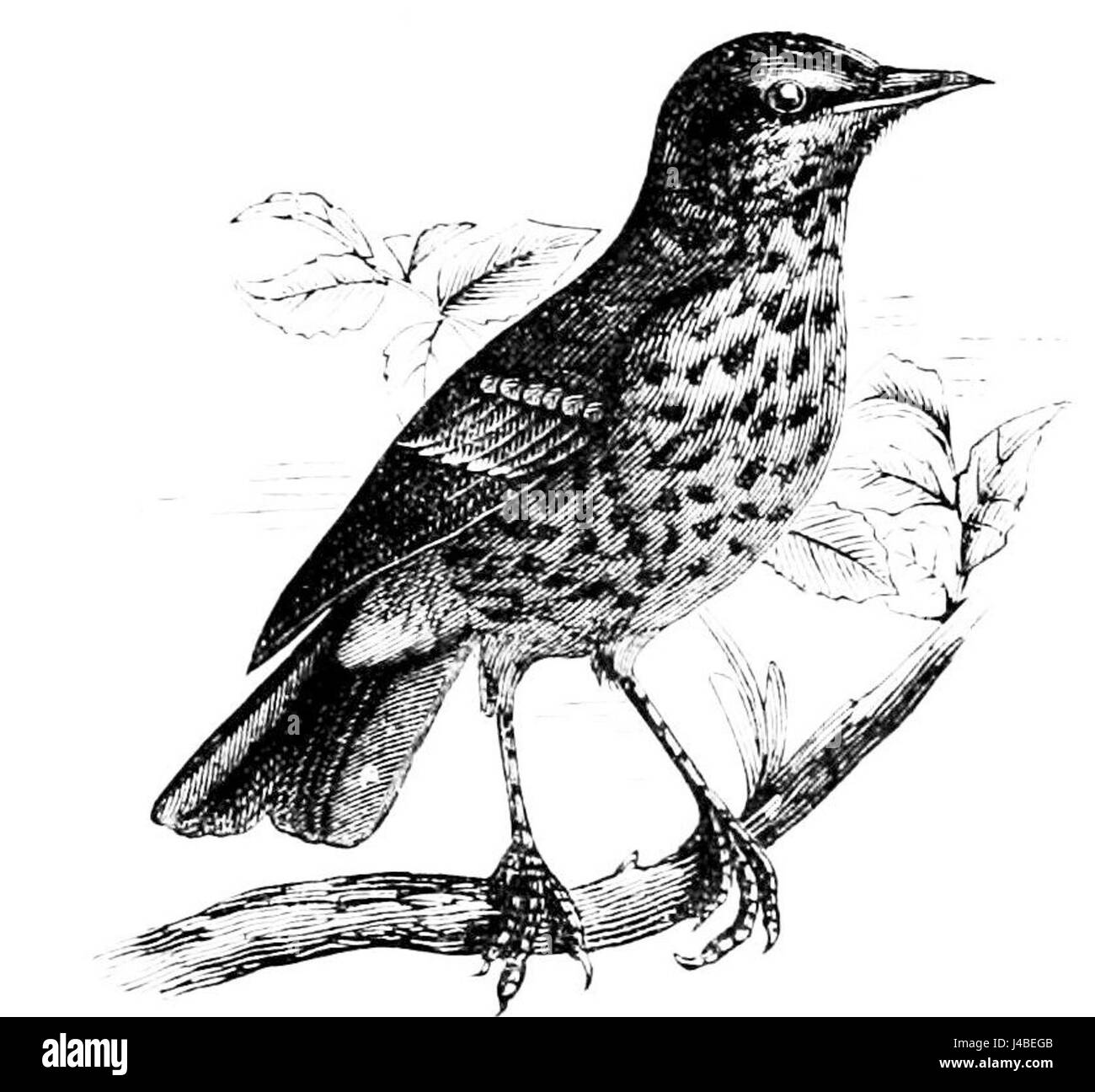 Drawing of the song thrush hires stock photography and images Alamy