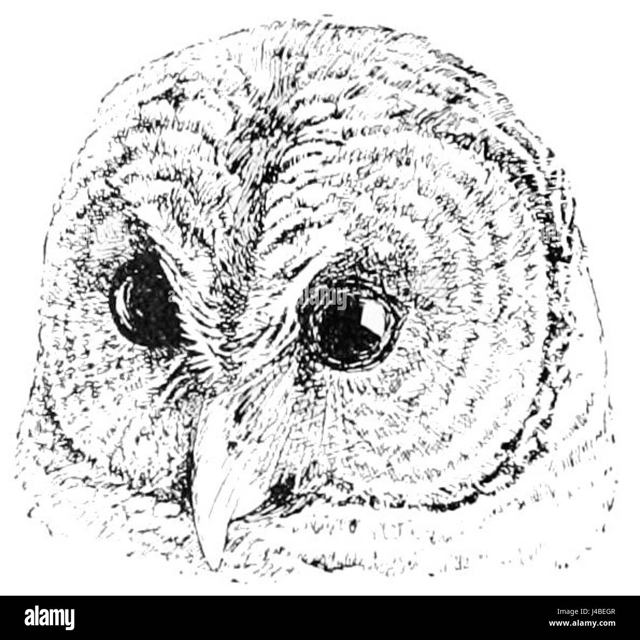 Owl wildlife observation Black and White Stock Photos & Images - Alamy