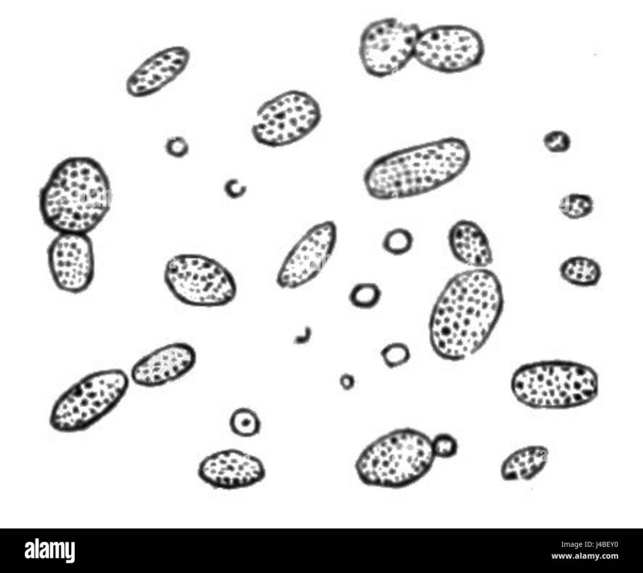 Torula Microscope PSM V06 D420 Torulae refers to a scientific document or publication ...