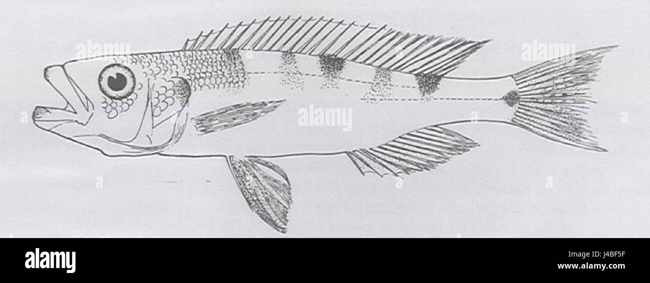 Perissodus microlepis is a species of cichlid fish native to Lake ...