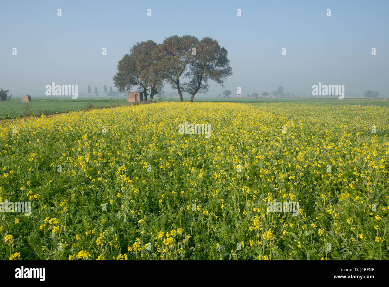 Mustard field in punjab hires stock photography and images Alamy