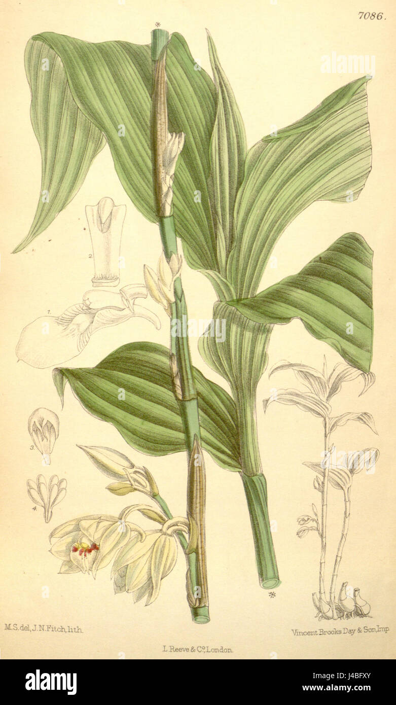 Phaius pauciflorus (spelled Phajus pauciflorus)   Curtis' 115 (Ser. 3 no. 45) pl. 7086 (1889) Stock Photo