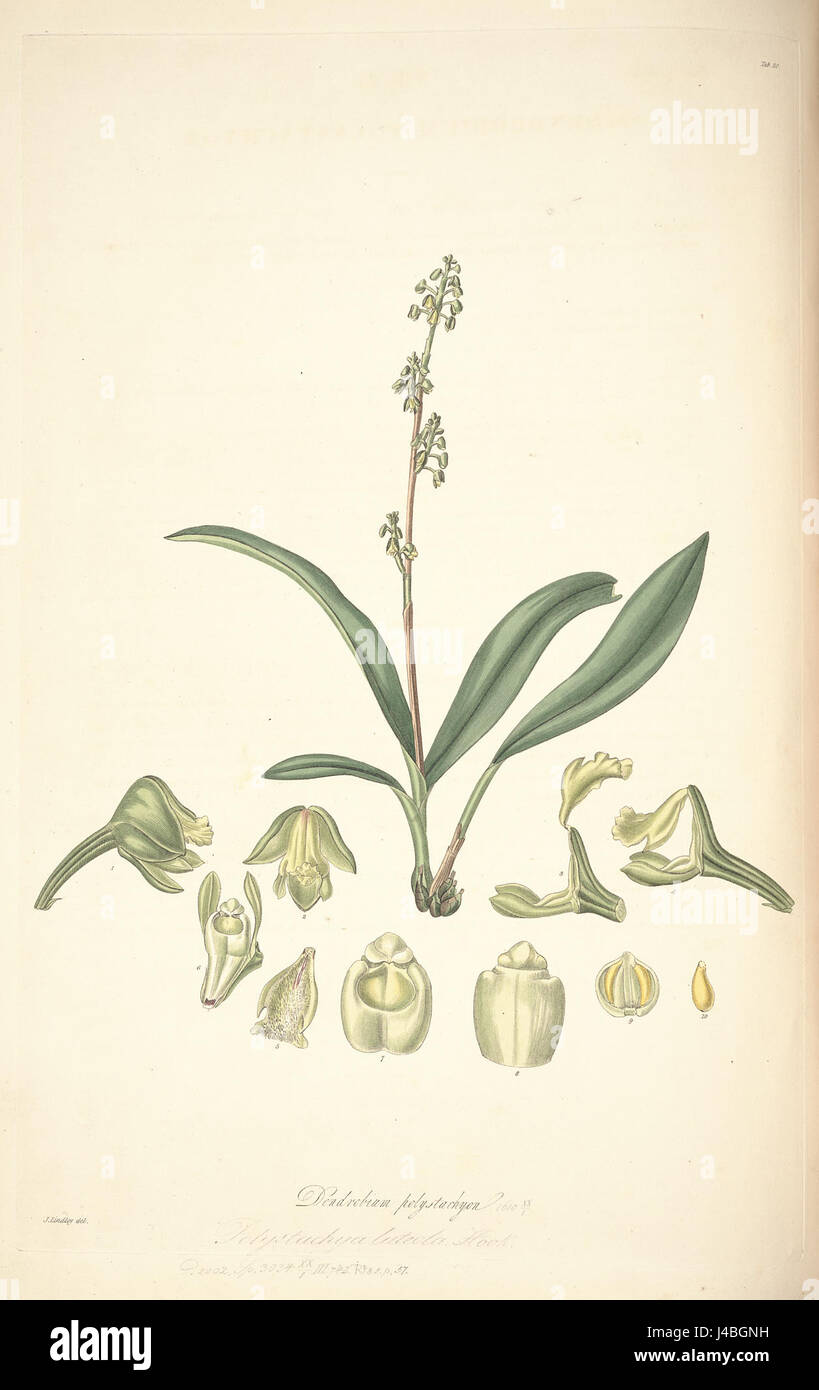 Polystachya concreta (as Dendrobium polystachyon) Collectanea Botanica tab 20 Stock Photo