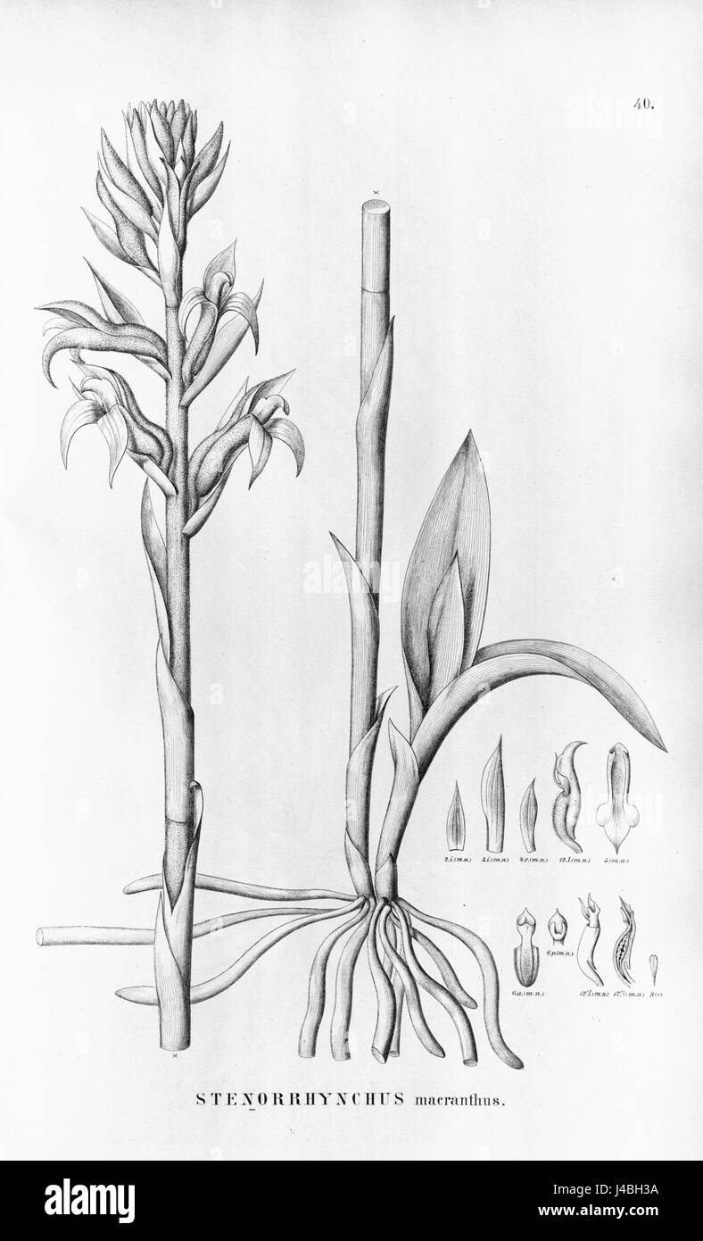 Pteroglossa macrantha (as syn. Stenorrhynchos macranthum, spelled Stenorrhynchus macranthus)   Flora Brasiliensis 3 4 40 Stock Photo