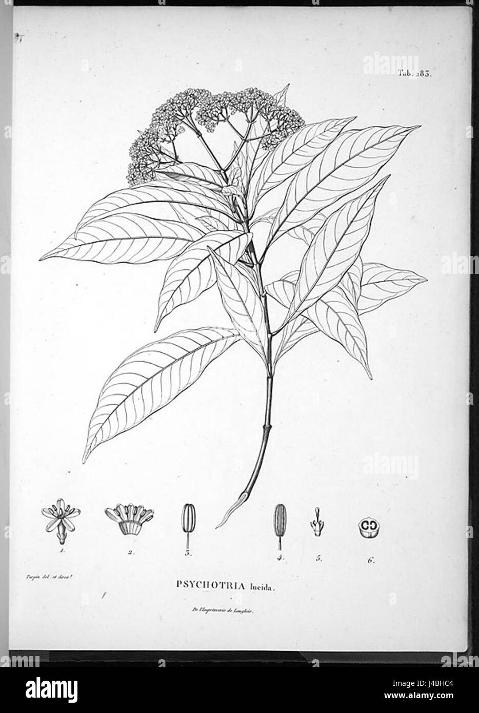 Psychotria anceps Kunth original Stock Photo
