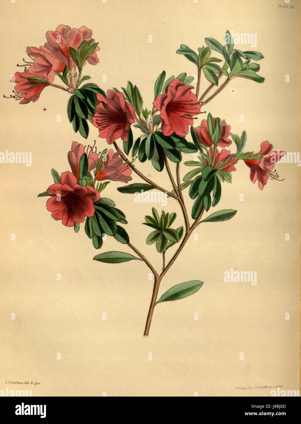 Rhododendron kiusianum hi-res stock photography and images - Alamy