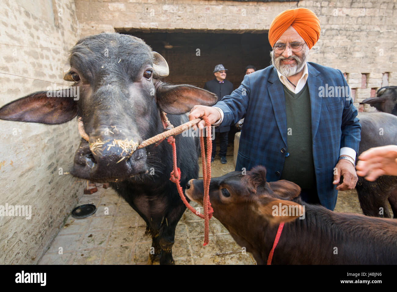 A farmer with cattle on a farm in Punjab, India Stock Photo Alamy