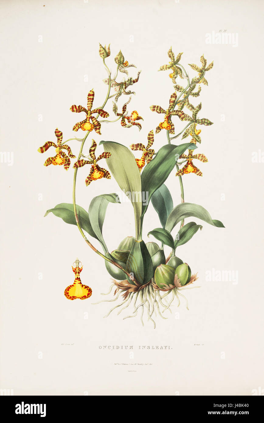 Rossioglossum insleayi (as Oncidium insleayi)   Bateman Orch. Mex. Guat. pl. 21 (1842) Stock Photo