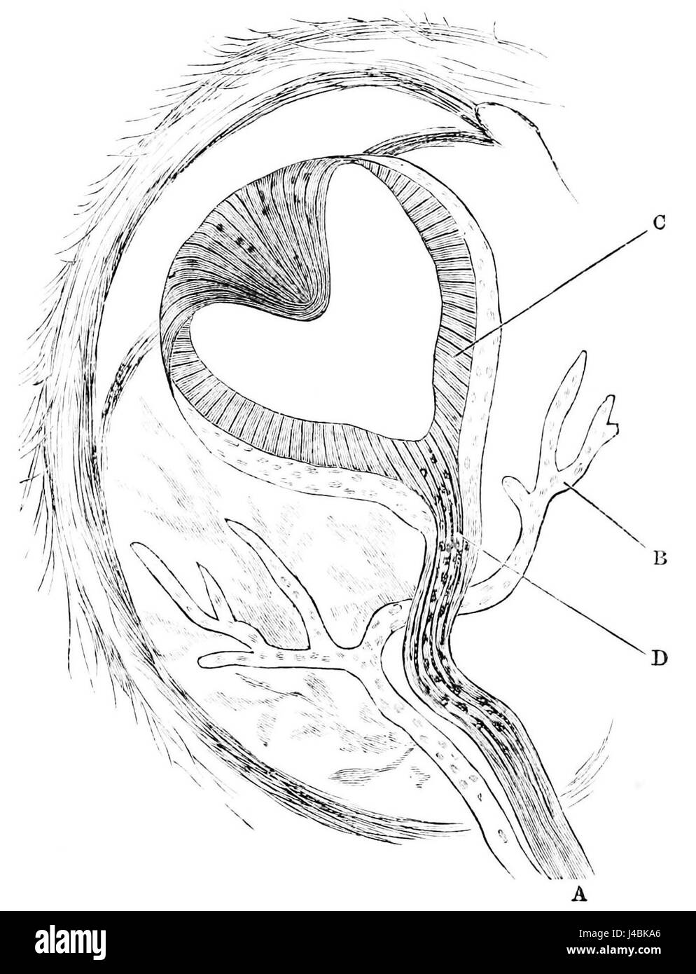 This reference discusses the pineal eye of the Hatteria, a unique feature of the species, found in reptiles like the tuatara. The pineal eye plays a role in regulating circadian rhythms and light perception. Stock Photo