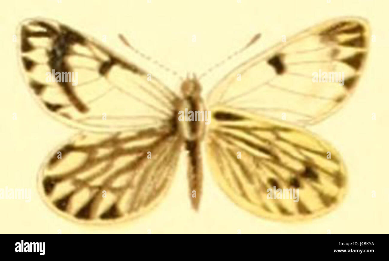 Phulia nymphula female Stock Photo Alamy