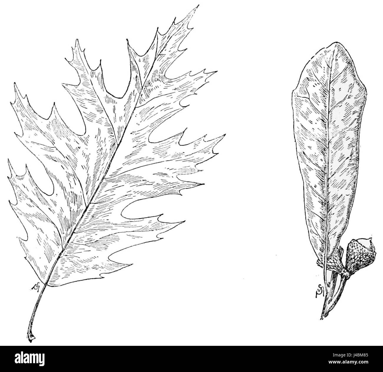 Live oak map Black and White Stock Photos & Images Alamy