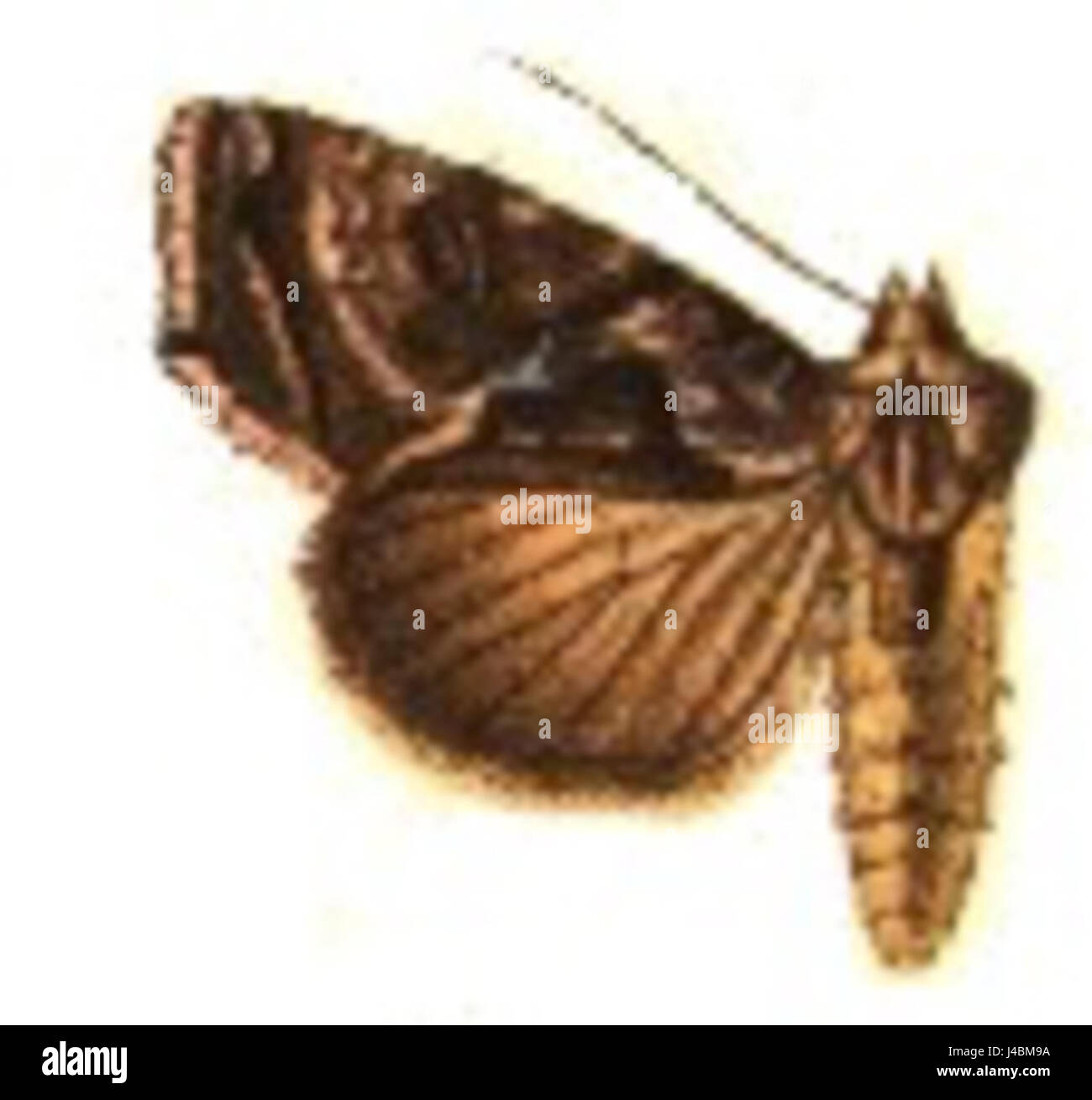 Family noctuidae Cut Out Stock Images \u0026 Pictures - Alamy, image size:1300x1309
