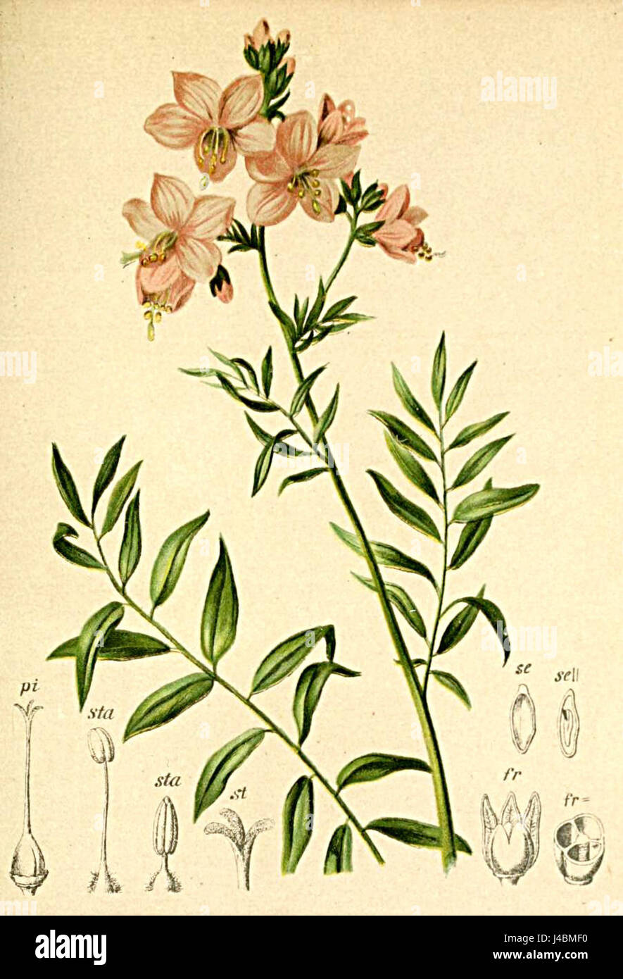 Polemonium coeruleum Atlas Alpenflora Stock Photo