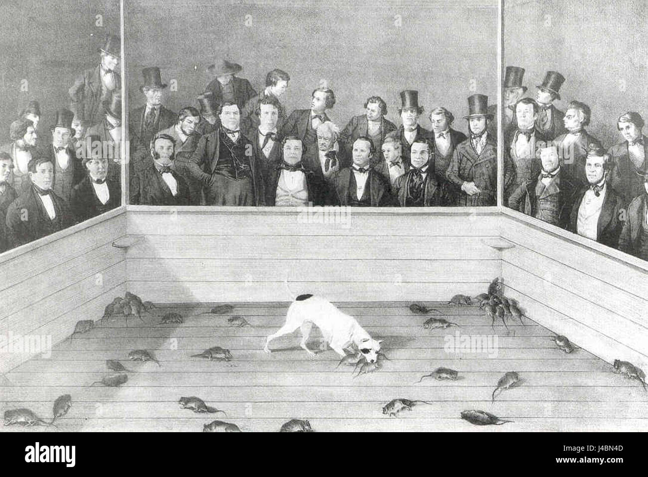Arena With Rats Rat baiting was a popular form of entertainment and gambling in the ...