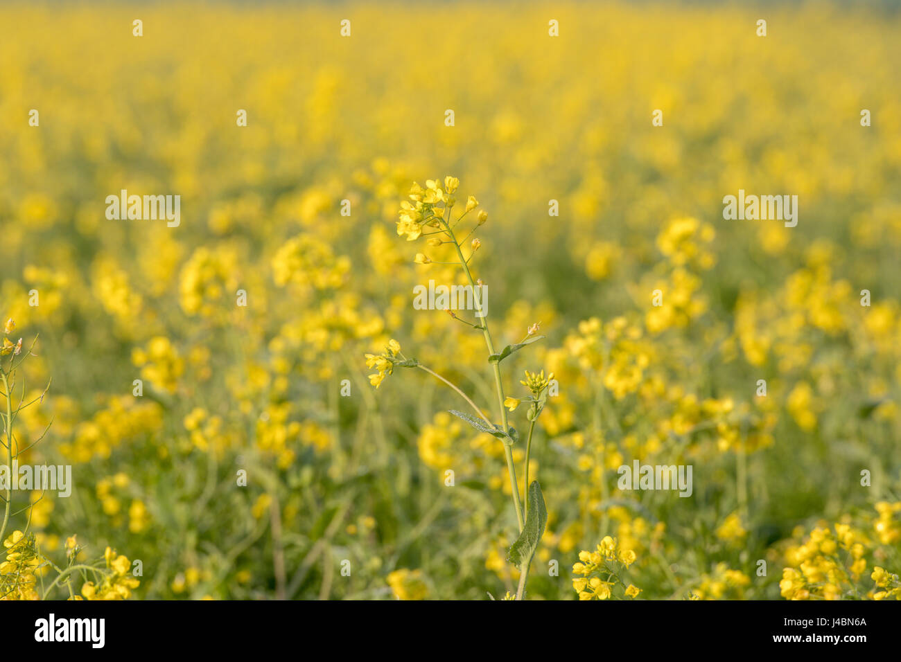 Yellow Mustard flowers growing in a field on a farm in Punjab, India