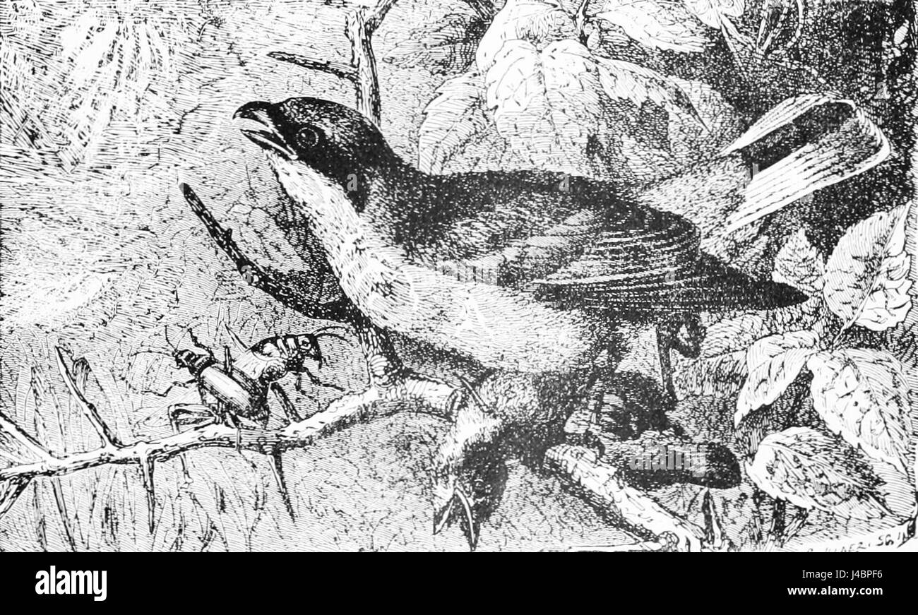 Larder old Black and White Stock Photos & Images Alamy