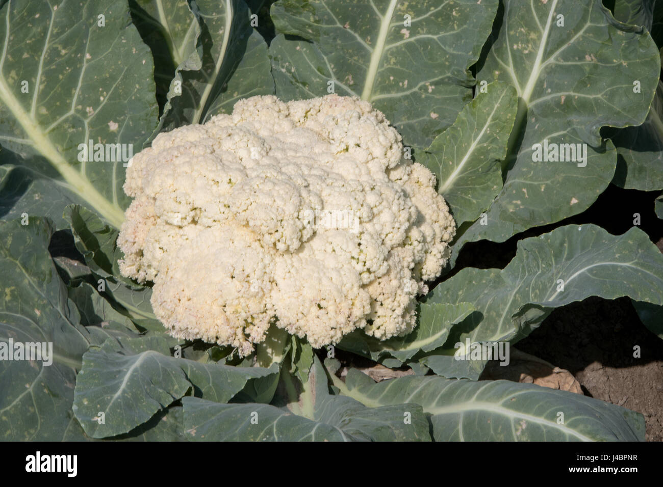 Cauliflower grows on a farm in Punjab, India Stock Photo Alamy