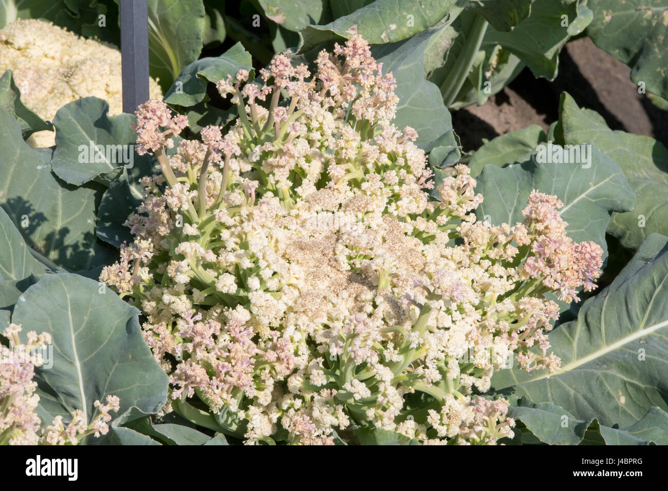 Cauliflower (??) grows on a farm in Punjab, India Stock Photo Alamy