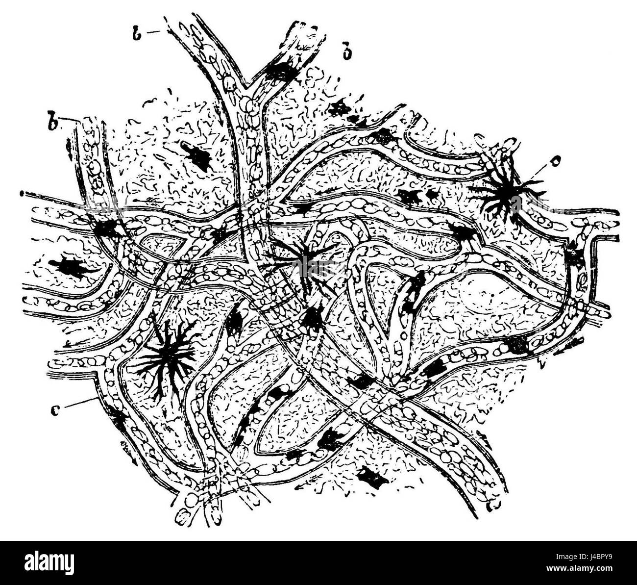 PSM V19 D669 Circulation in the web of a frog foot Stock Photo