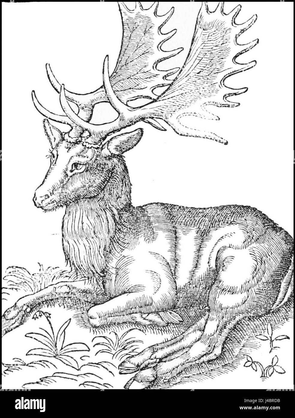 Science Gesner 'PSM V47 D061 Gesner deer' is an illustration from Volume 47 of the ...