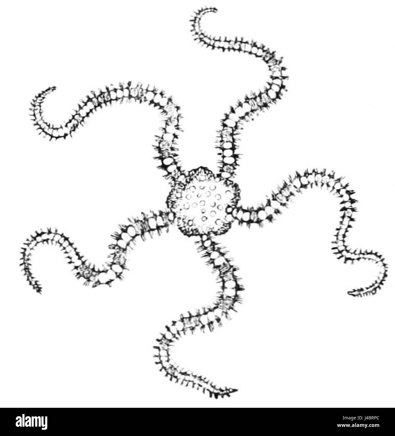 Serpent starfish Black and White Stock Photos & Images Alamy
