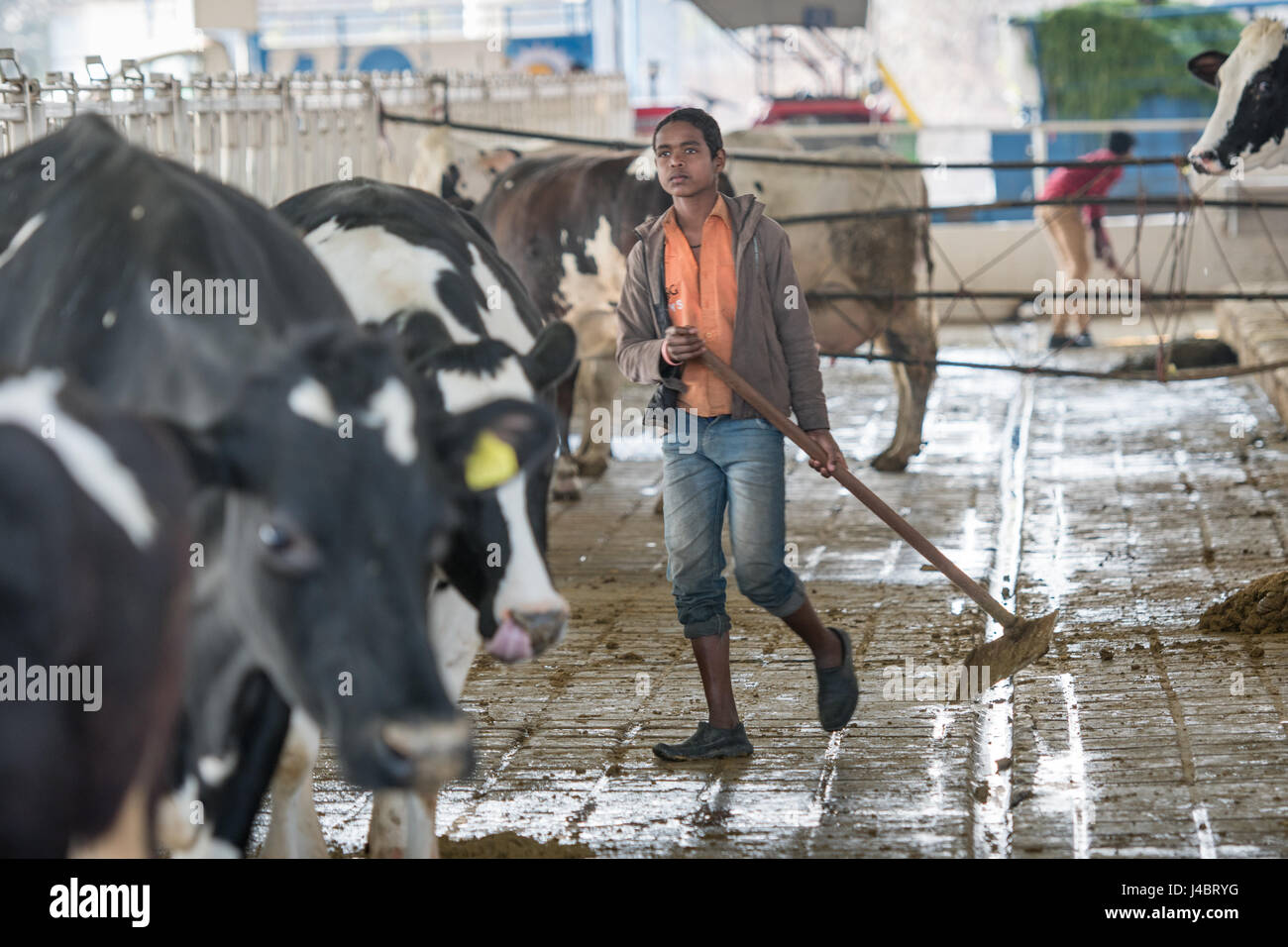 Young man cleaning the cow pens at a farming facility located in Punjab