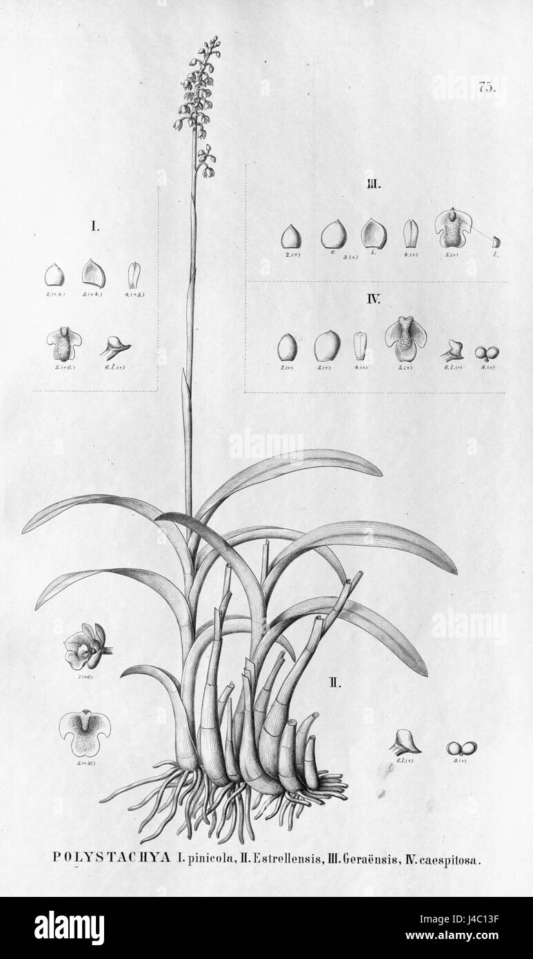 Polystachya pinicola estrellensis geraensis caespitosa  Fl.Br.3 4 75 Stock Photo