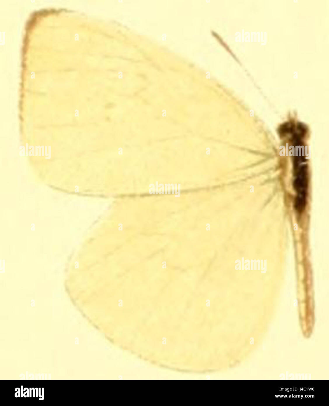 Nehemia hi-res stock photography and images - Alamy, image size:1127x1390