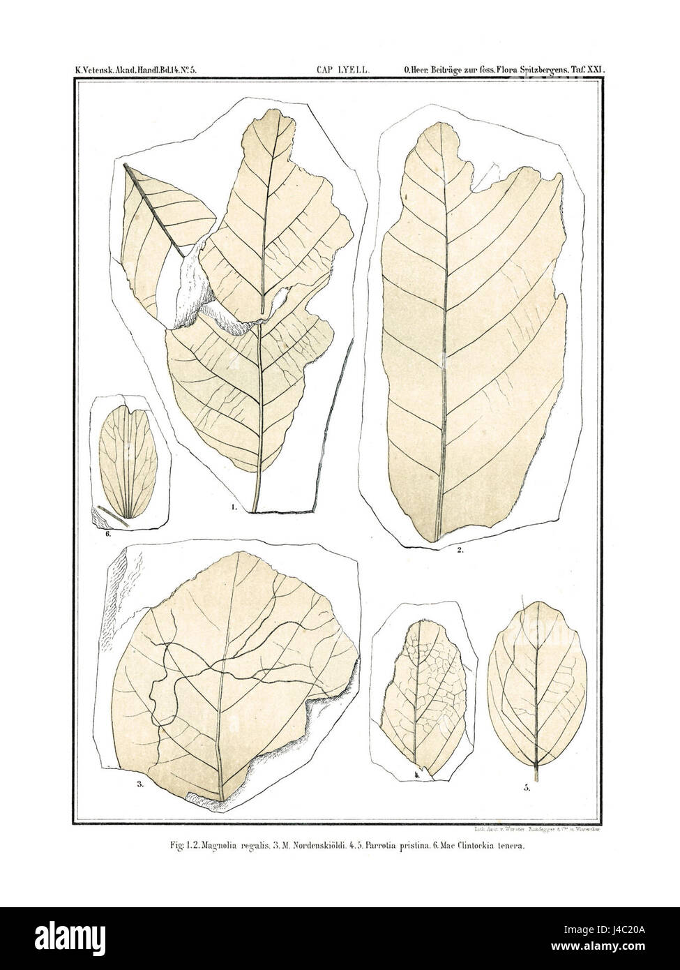 20th century botanical work Cut Out Stock Images & Pictures - Alamy