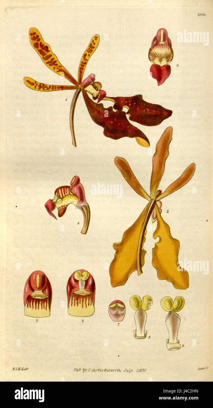 Renanthera coccinea   details   Curtis' 57 (NS 4) pl. 2998 (1830) Stock Photo
