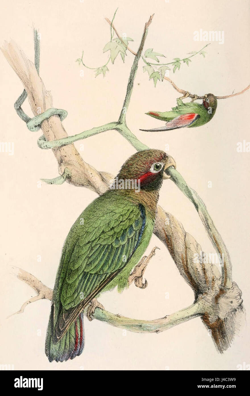 Specific parrot species hi-res stock photography and images - Alamy