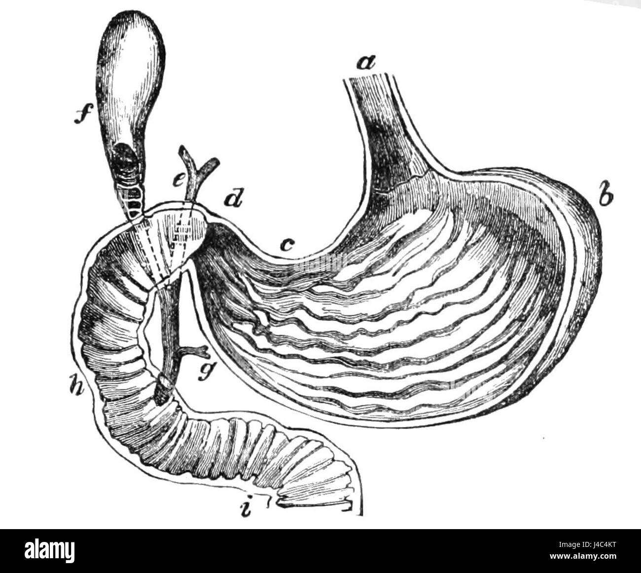 Stomach process Black and White Stock Photos & Images - Alamy