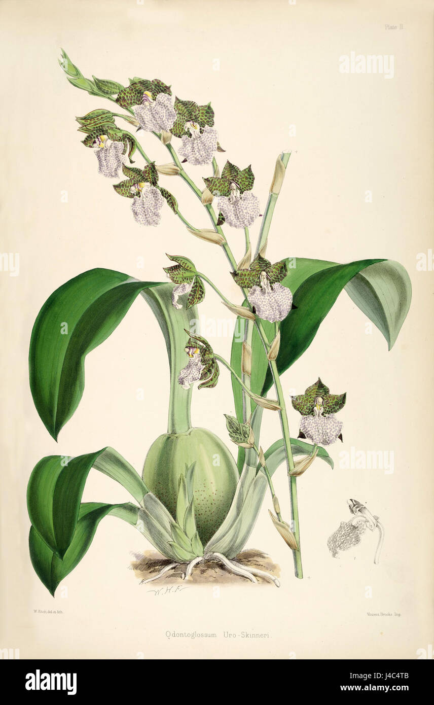 Rhynchostele uroskinneri (as Odontoglossum uroskinneri)   pl. 2   Bateman   A Monograph of Odontoglossum Stock Photo