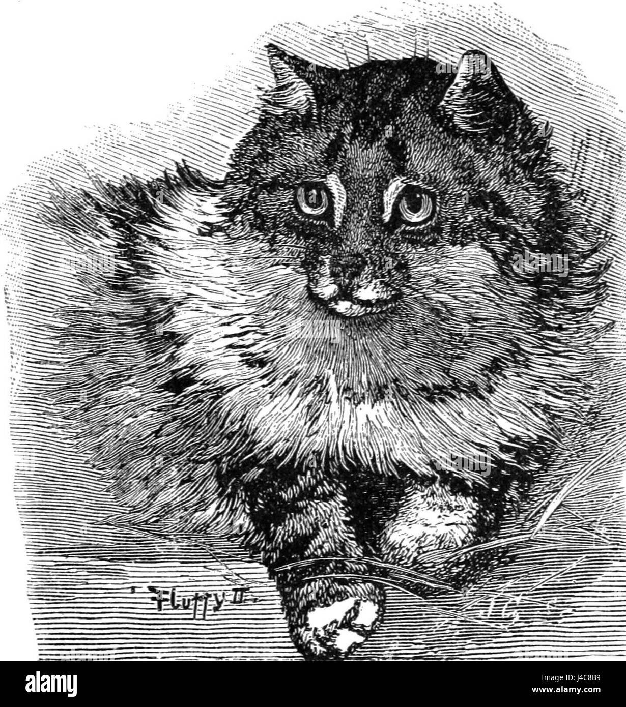 PSM V37 D107 Persian cat at the crystal palace cat show 1886 Stock Photo