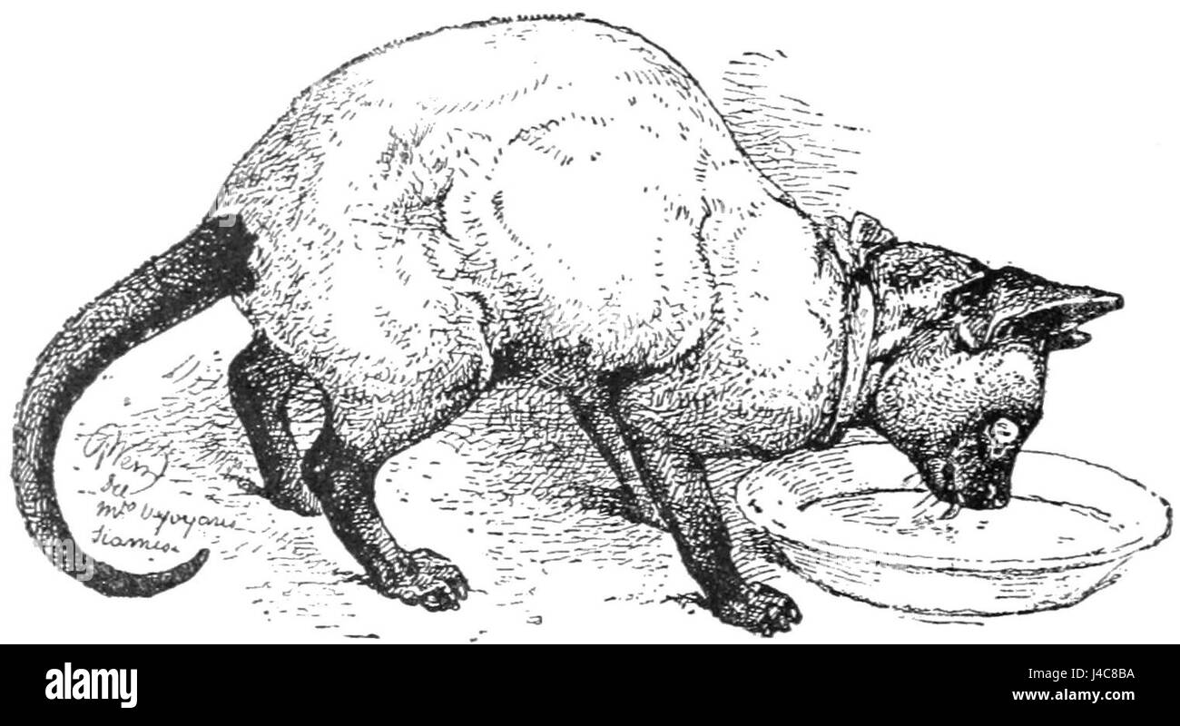This document features an image or reference to the Royal Cat of Siam, a breed known for its elegance and beauty, recognized as a prize winner in a competition or event. This was likely featured in a publication on pets or animals. Stock Photo