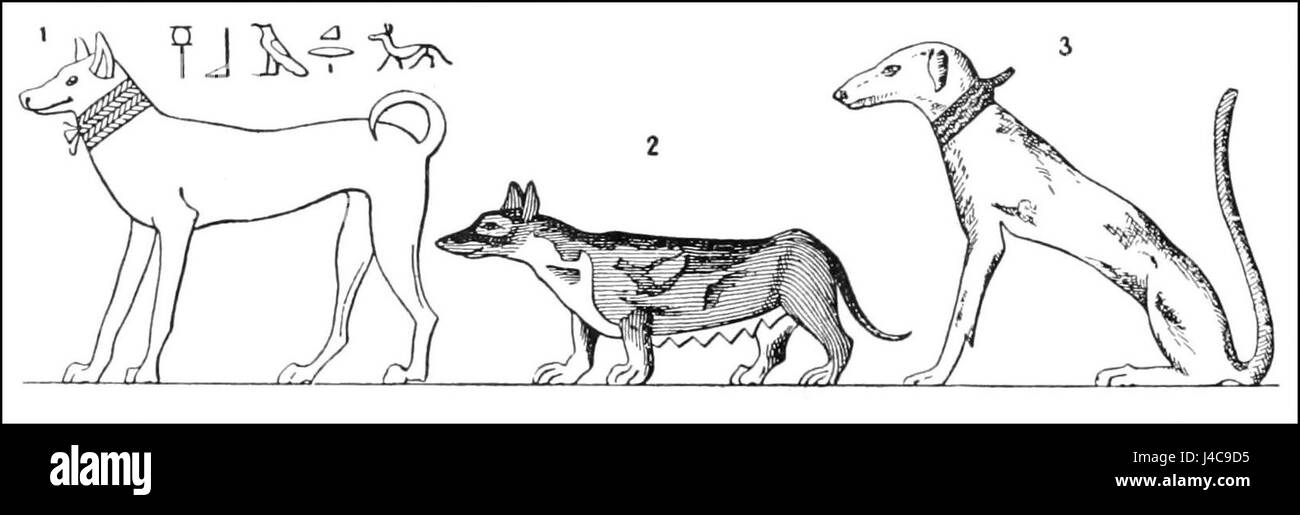 The image in 'PSM V39 D830' shows a depiction of dogs from the Egyptian ...