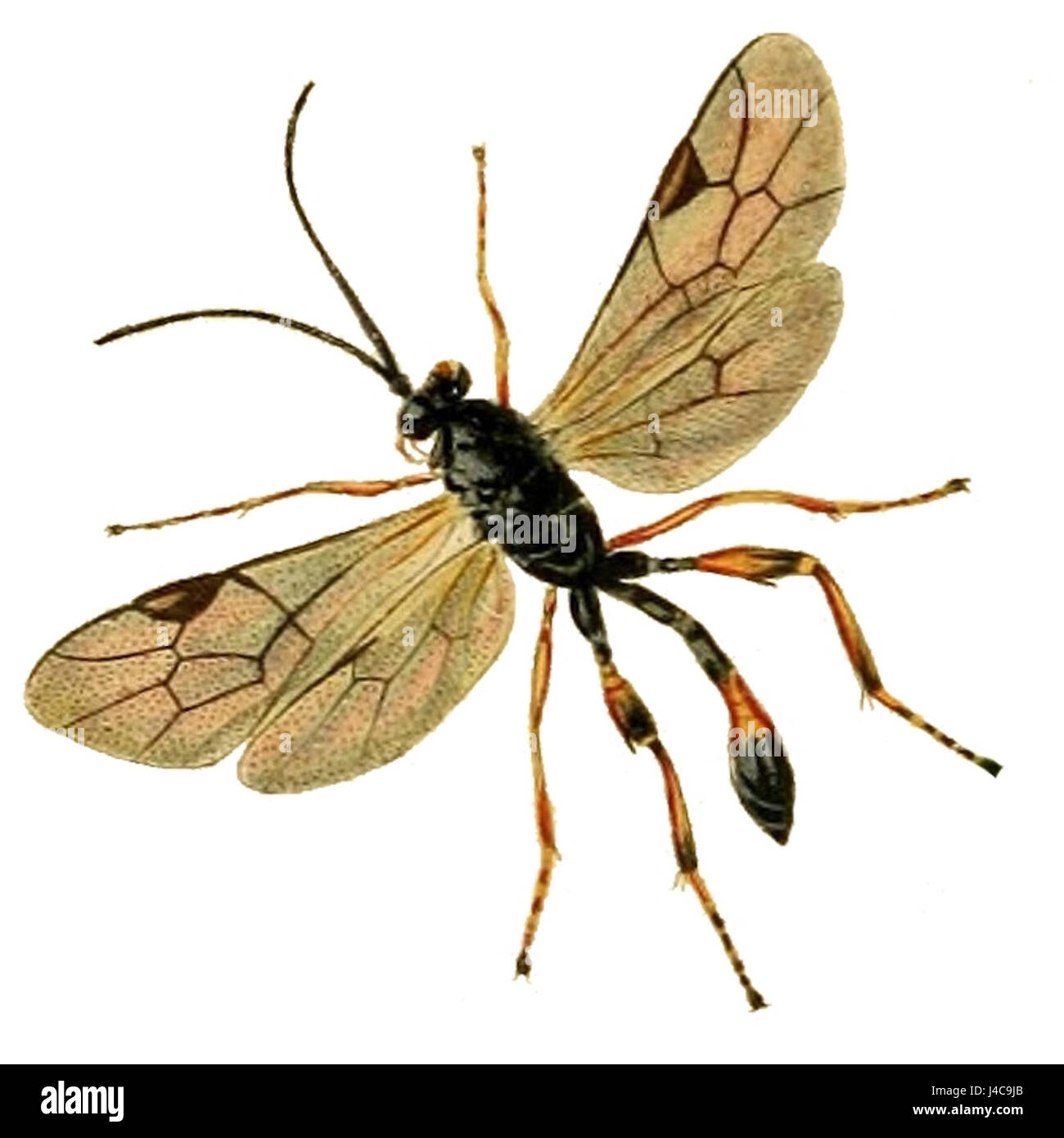 Enemy identification Cut Out Stock Images & Pictures - Alamy