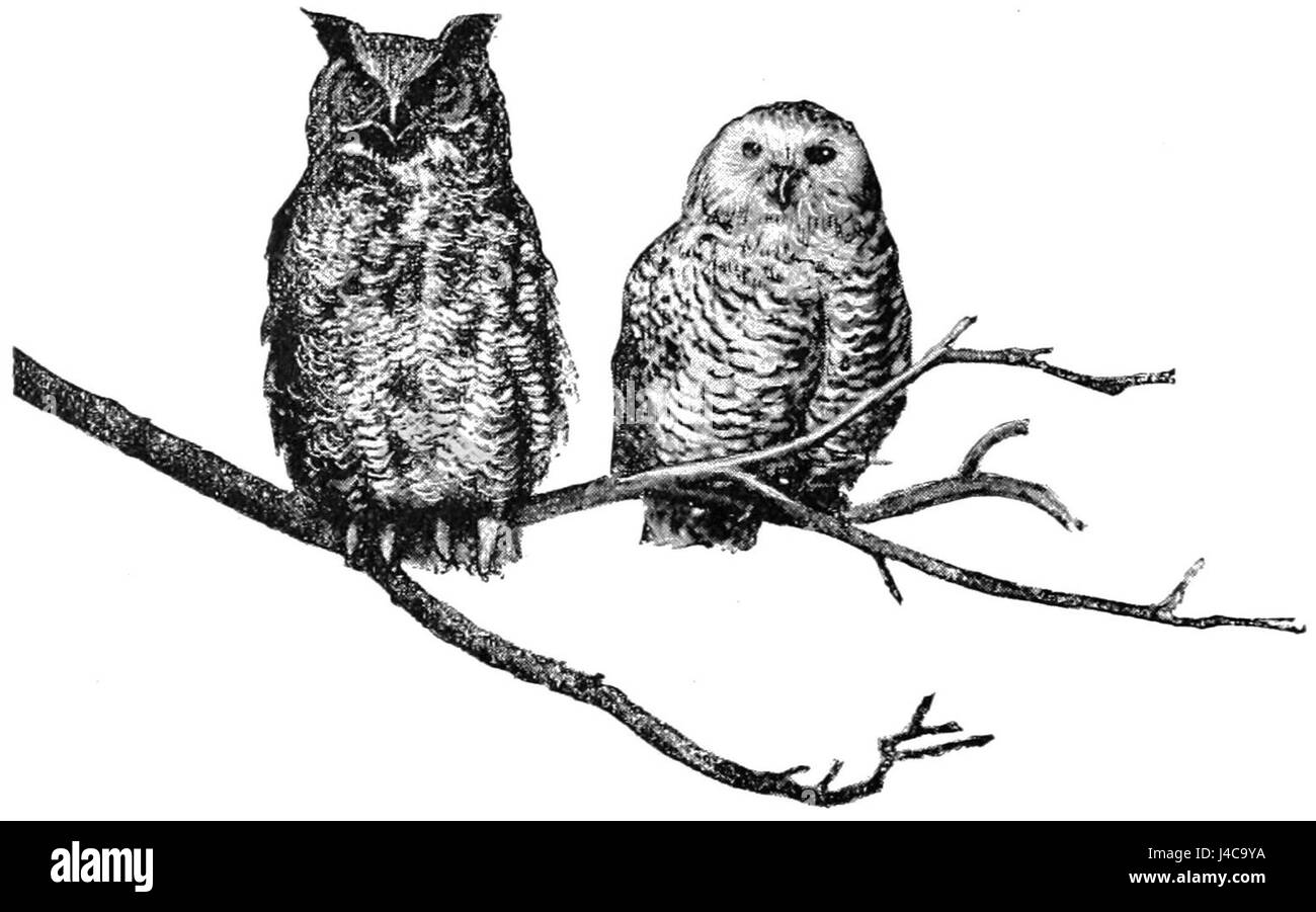 Owls habitats Black and White Stock Photos & Images - Alamy