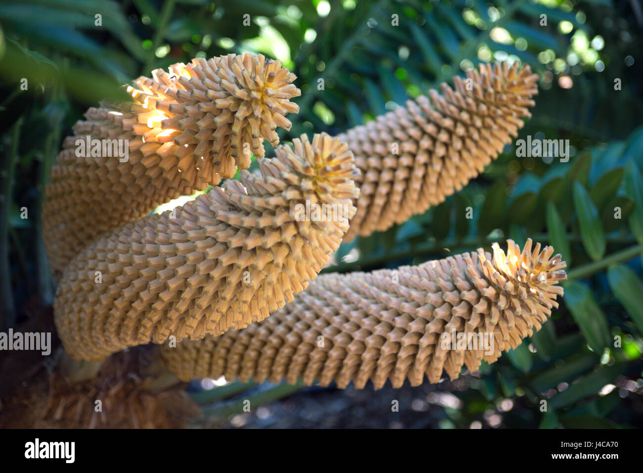 California Stock Photo