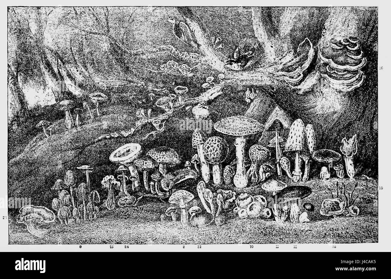 Toadstool Classification Chart Various types of fungi Black and White Stock Photos & Images - Alamy