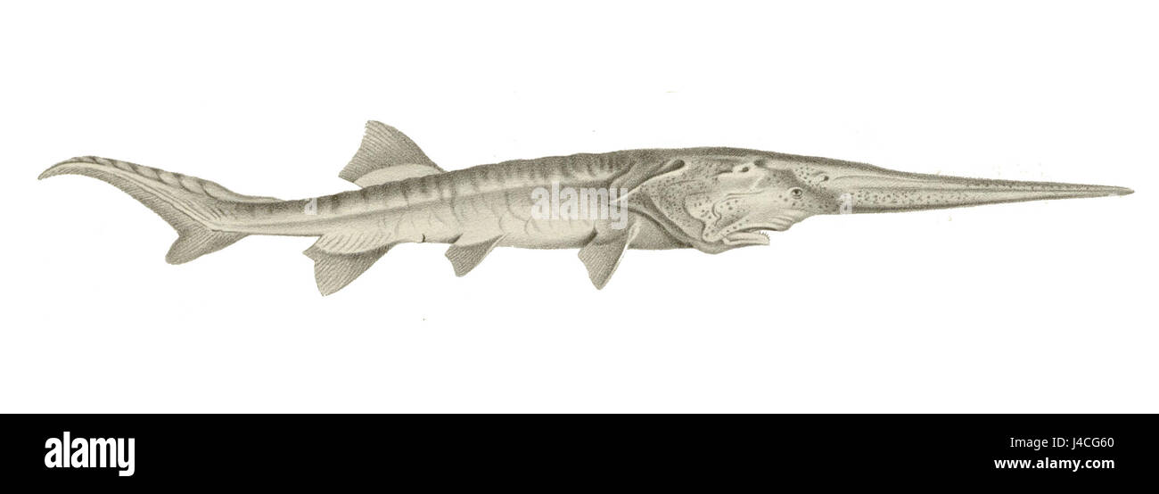 Psephurus gladius hi-res stock photography and images - Alamy