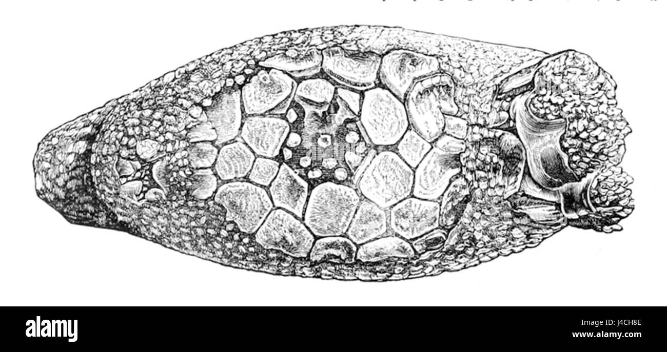 A treatise on zoology . »L ^f. Ym. IV. 1.—Cucumaria pentactes (Linn.),  opened along the right of the median dorsal line ; theright respiratory  tree has been cut short. 2.—Spicule ; 3.—Oral