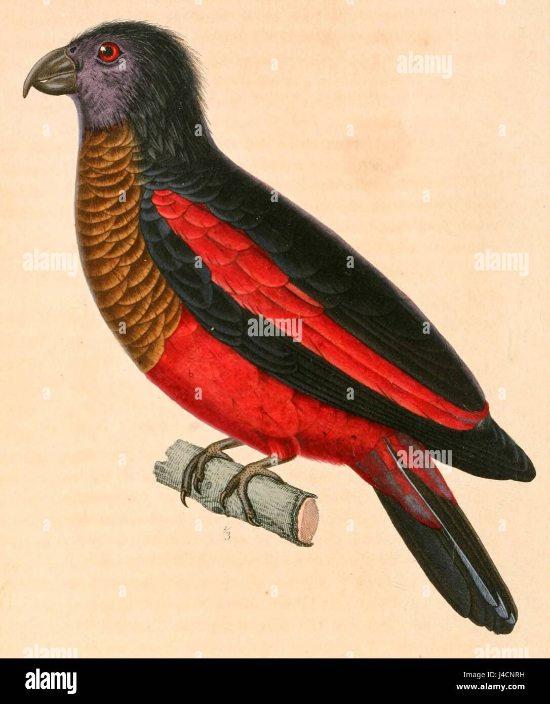 Psittrichas fulgidus 1831 Stock Photo