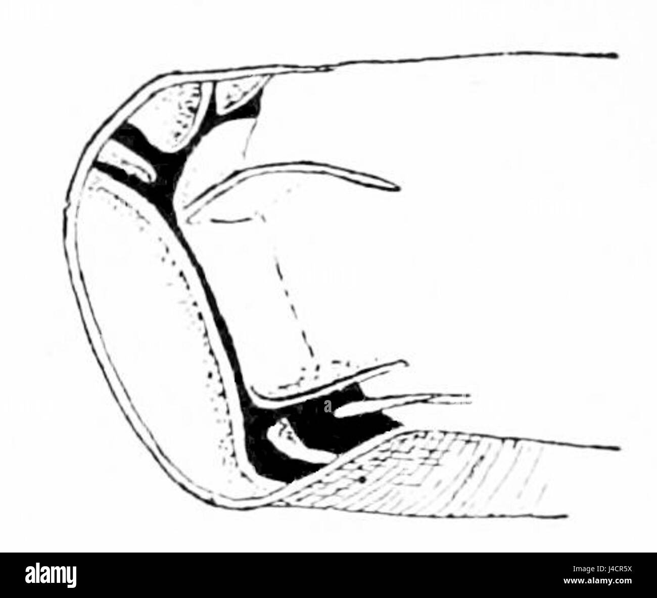 Atopa achatina, a species of land snail, is documented in PSM Volume 42 ...
