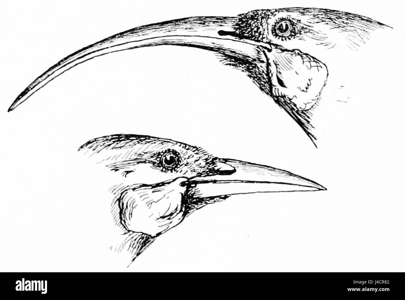 PSM V46 D797 The huia heteralocha female and male on bottom Stock Photo