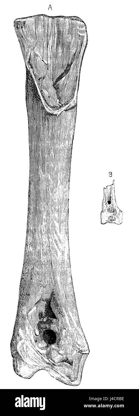 PSM V21 D482 Tibia size comparison of a gastornis and a swan Stock ...